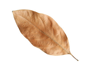 Dried leaf isolated on white background