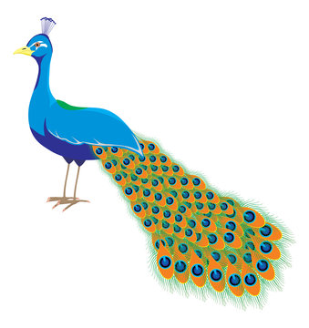 An illustration of a peacock with long tail
