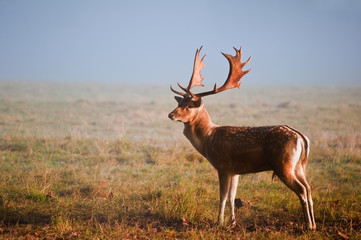 Fallow deer stag portrait in Autumn foggy morning