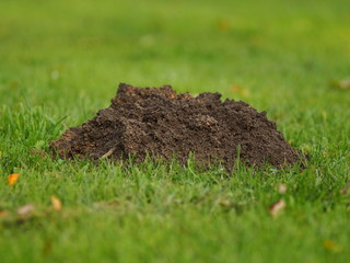 Aushub - frischer Maulwurfshügel auf der grünen Wiese