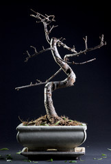 Little bonsai without leaves