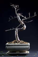 Garden poster Bonsai Little bonsai without leaves