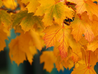 Verf&auml;rbte Ahornbl&auml;tter