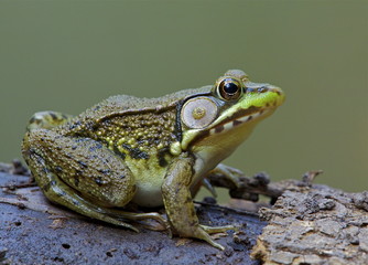 Fototapeta premium Green Frog, Lithobates clamitans, on log in an Adirondack pond