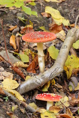 Zwei Fliegenpilze im Nationalpark Kellerwald