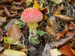 Fliegenpilz im Kellerwald