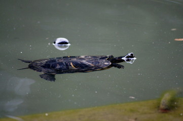 Naklejka premium tortue