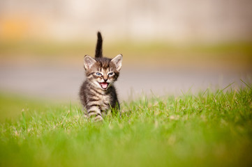 tabby kitten meowing outdoors © otsphoto