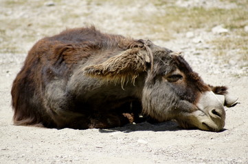 Fototapeta premium petite sieste