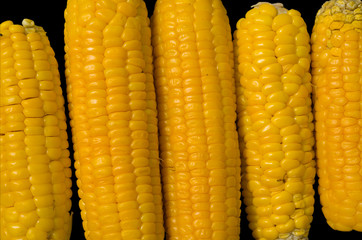 Corn ears 5
