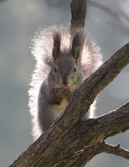 Obraz premium Белка