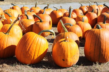 Pumkins