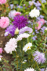 Asters bush flowers