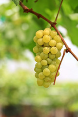 Green grapes