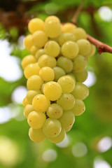 Green grapes