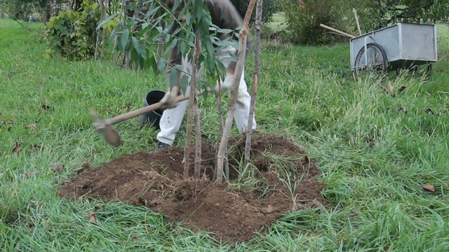 man planting a peach tree in the garden