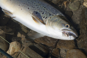 New Zealand Brown Trout