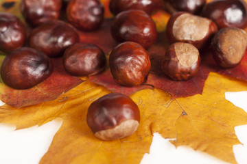 Chestnuts lying on maple tree leafs