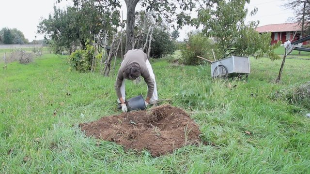 man planting a peach tree in the garden