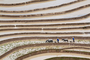 Two farmers at work, the old fashion way, plowing the land with