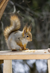 The squirrel, a close up, nuts