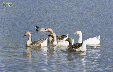 Geese