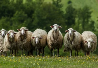 Gordijnen Sheep in Tuscany © dinosmichail