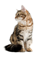 Fototapeta premium siberian cat