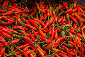 Fototapeta premium Red chili pepers