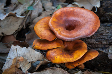 Mushrooms in autumn colors