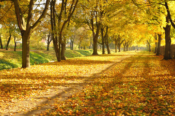 Fototapeta premium Autumn alley in a park
