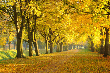 Autumn alley in a park with yellow leafs