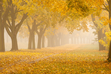 romantic foggy autumn alley in a park