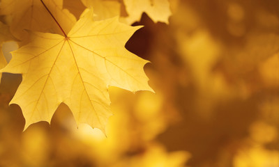 Herbstblatt