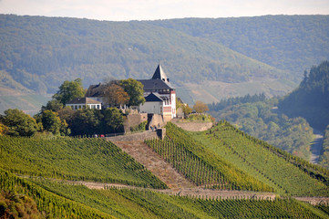 Marienburg, Petersberg, Burg, Mosel, Moseltal, Weinstöcke, Zell