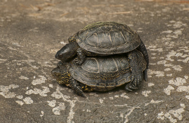 European pond turtle
