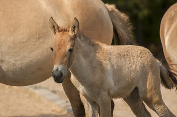 Przewalski's horse