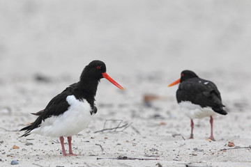 Austernfischer (Haematopus ostralegus)