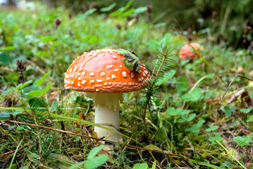 amanita