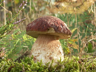 cèpe en forêt (Boletus pinophilus)