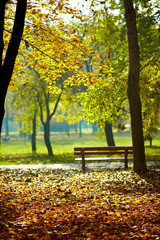 Plakat Kolorowe liści w parku jesienią