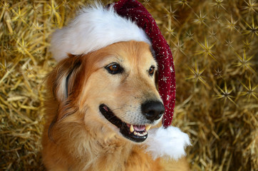 Weihnachtshund