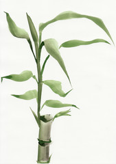 Watercolor painting of bamboo
