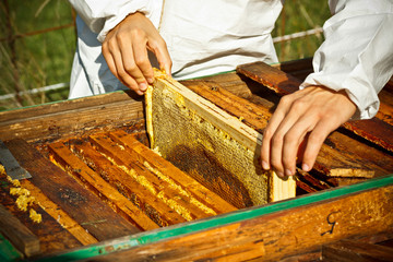 Worker bees on honeycomb