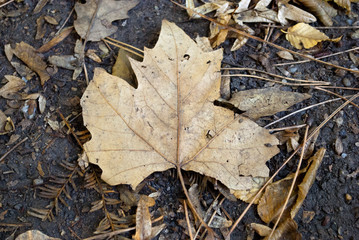 Fallen Leaf by Autumn