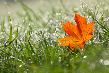 autumn maple leaf in the dewy grass