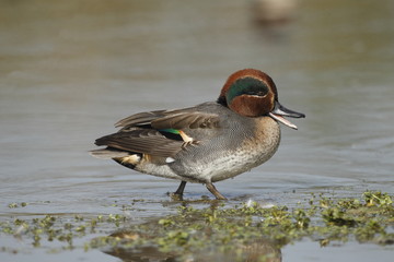 ALZAVOLA MASCHIO