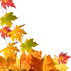 Herbst: fallende Blätter