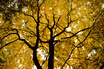 Underneath of autumn beech