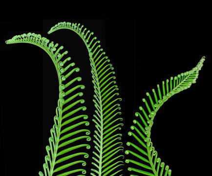 young spring palm leaves on a black background